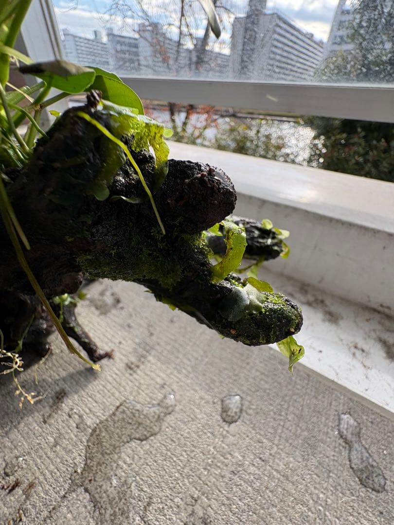 オザヤン⭐︎水槽用流木とアヌビアス　観葉植物のセット