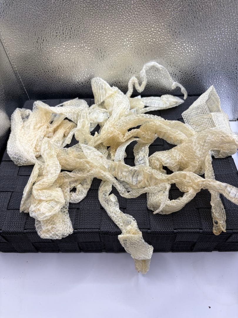 特大！白ヘビの抜け殻5本セット 白蛇 抜け殻