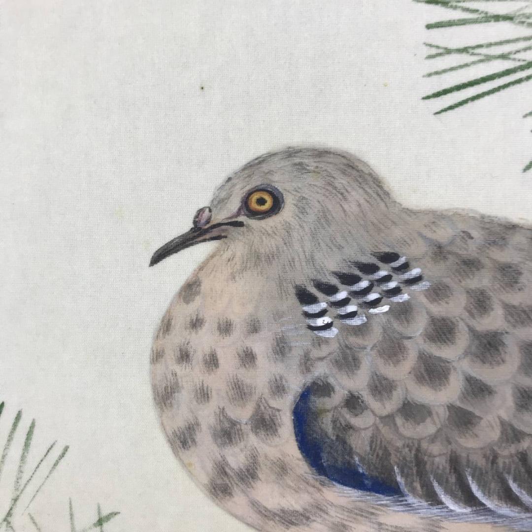 真作/松歳/八幡鳩図/松に鳩図/鳥図/八幡神社/八幡