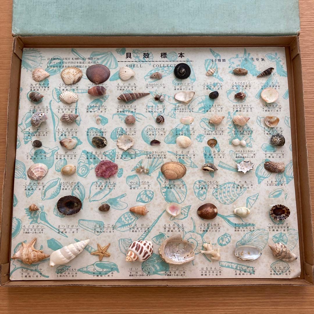 貝殻 標本 60種類 箱入り 昭和レトロ - メルカリ