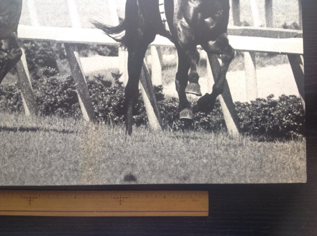 競馬パネル：トウショウボーイ「1977年 第7回高松宮杯」※白黒４角