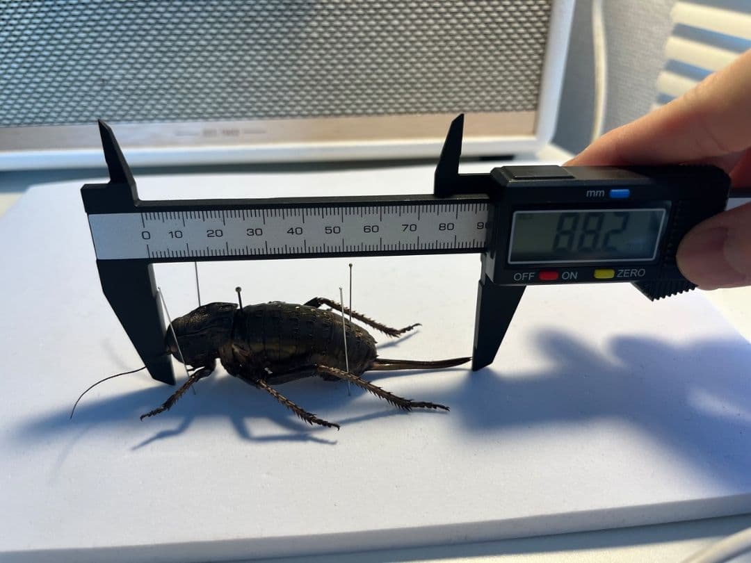 88mm♀】ヨロイコロギス Bradyporus リオック 直翅類 標本