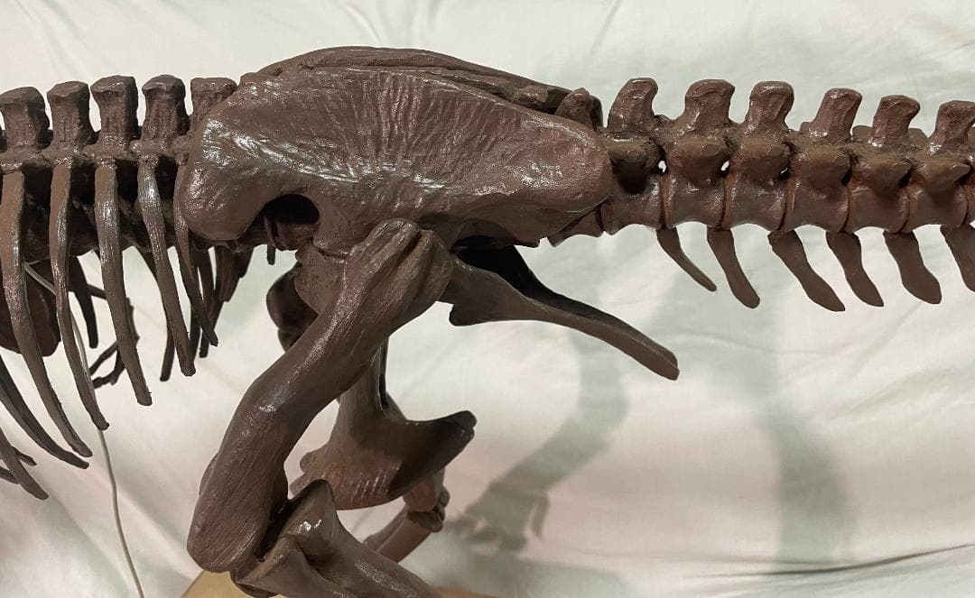 木彫 Tyrannosaurus rex 1/10 全身骨格模型 約97cmの通販はau PAY