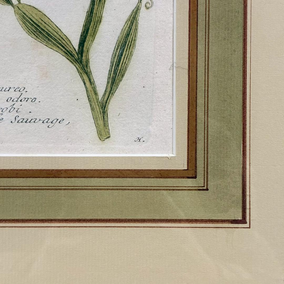 ヨハン・ヴァインマン「スイートピー」銅版画+手彩色 作品保証書有