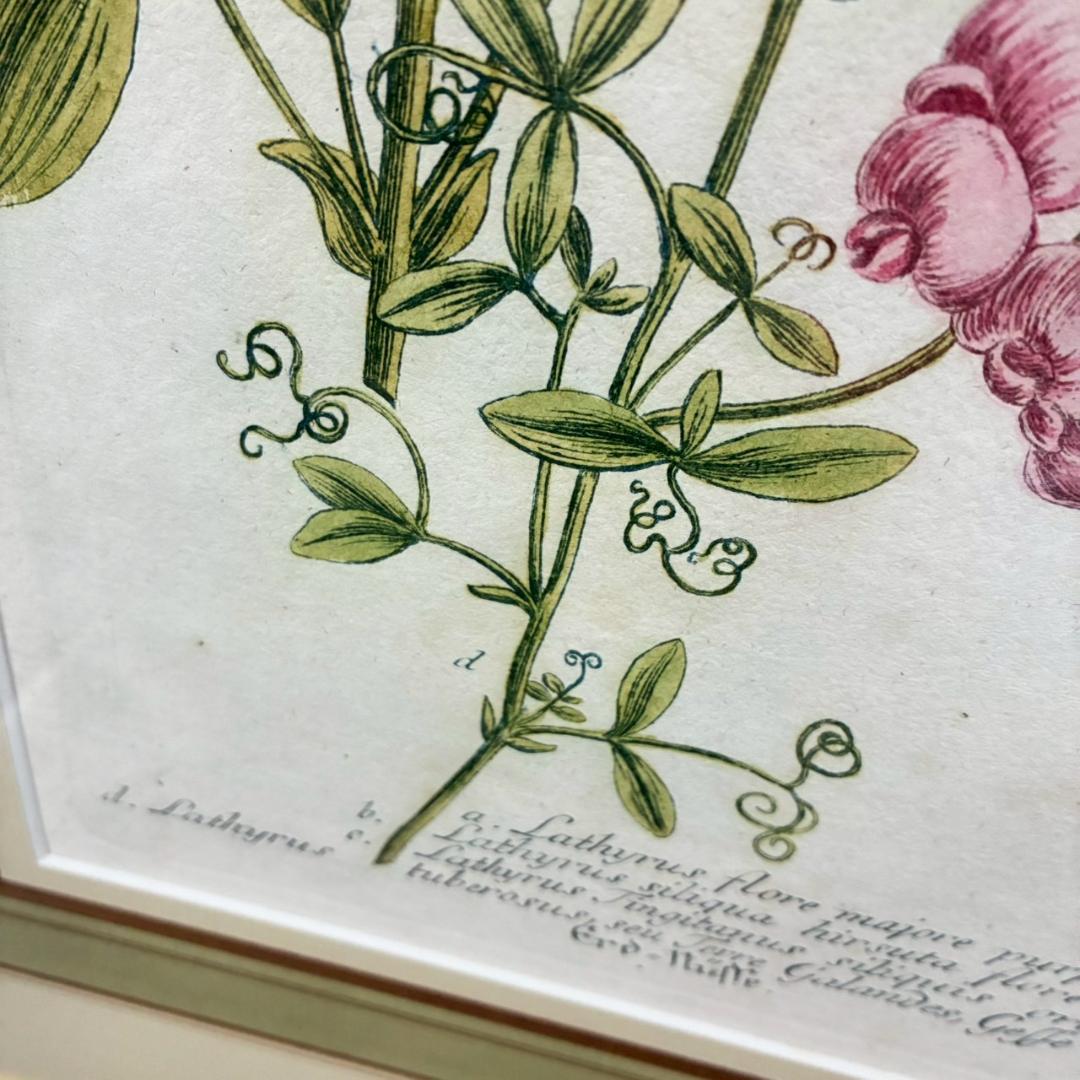 ヨハン・ヴァインマン「スイートピー」銅版画+手彩色 作品保証書有