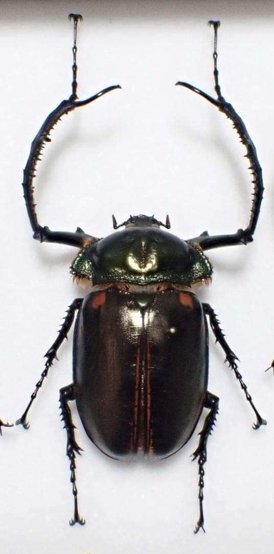 大型　ヤンソニーテナガコガネ　標本 出来ました🤗 σさんのヤンソニーテナガコガネ 標本風！ #折り紙作品