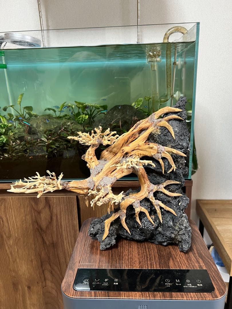 盆栽流木 流木 アクアリウム。ミニ盆栽
