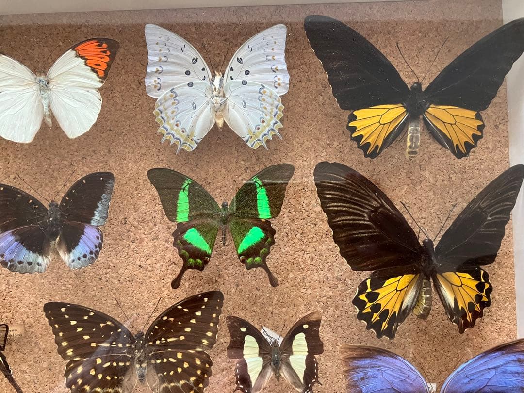 蝶 標本 多種類 アゲハチョウ いろいろ21頭 蝶（チョウ）の種類や別名