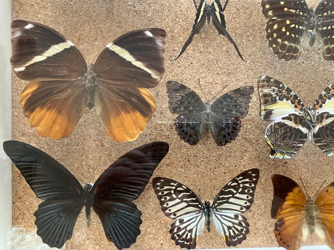蝶 標本 多種類 アゲハチョウ いろいろ21頭