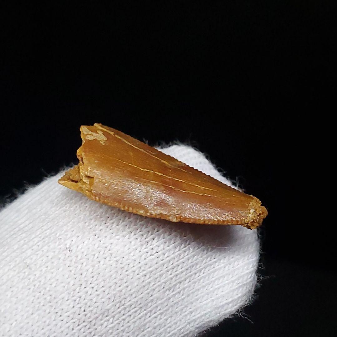 美品 ラプトル 化石 歯 恐竜 本物 モロッコ産 17.45mm fra5