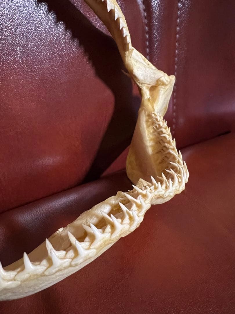 サメ 鮫 サメ顎 骨格 歯 オオメジロザメ 鮫 サメ 歯 顎 アゴ 骨格標本