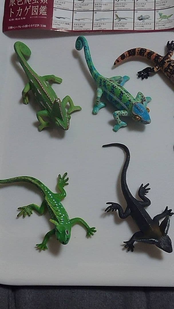 原色爬虫類トカゲ 図鑑 24体セット