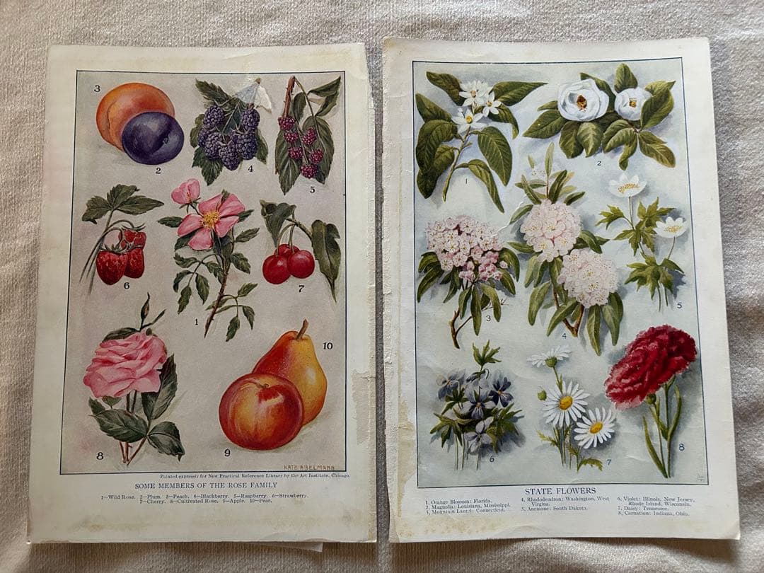 アンティーク花フルーツリトグラフ紙ものまとめ売りジャンクジャーナル素材蚤の市洋書