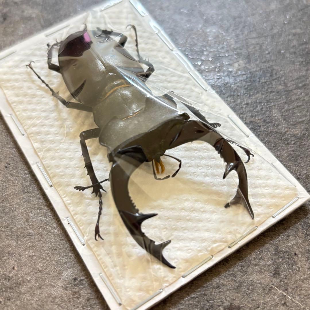 Uruguay Thronistes rouxi 31mm