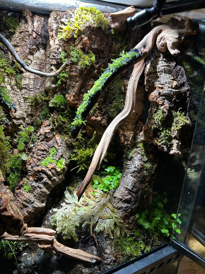 グラステラリウム3045 レイアウト品2