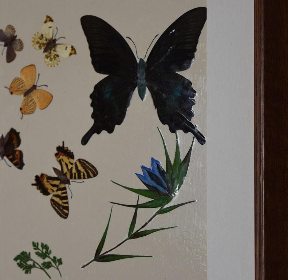 工芸作品・蝶 草花 飼育天然記念物採集地 信州/博物館・教材