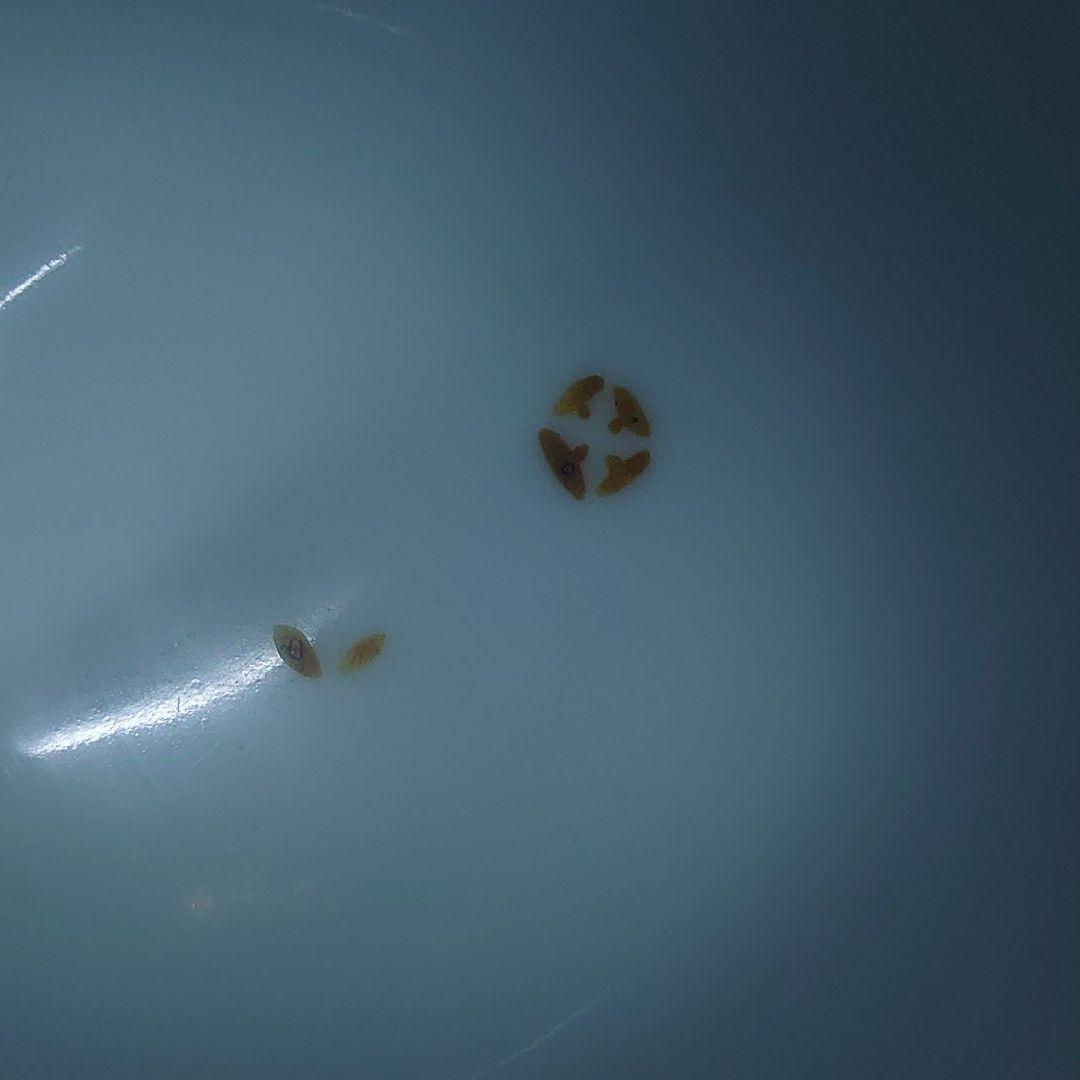 古九谷焼 赤絵獅子鉢