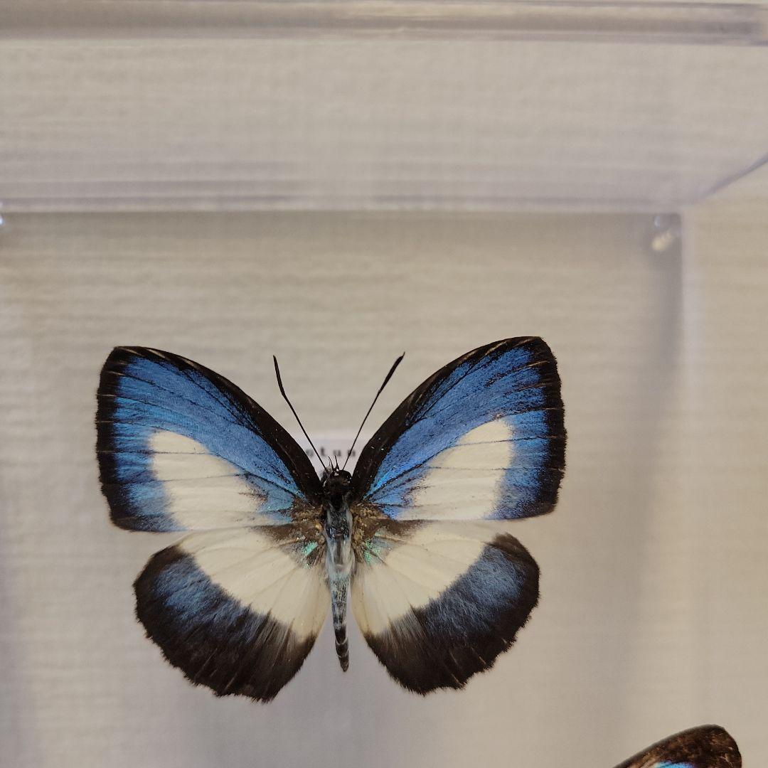 蝶の標本 宝石のようなモルフォの世界 珍A オーロラモルフォ蝶 標本
