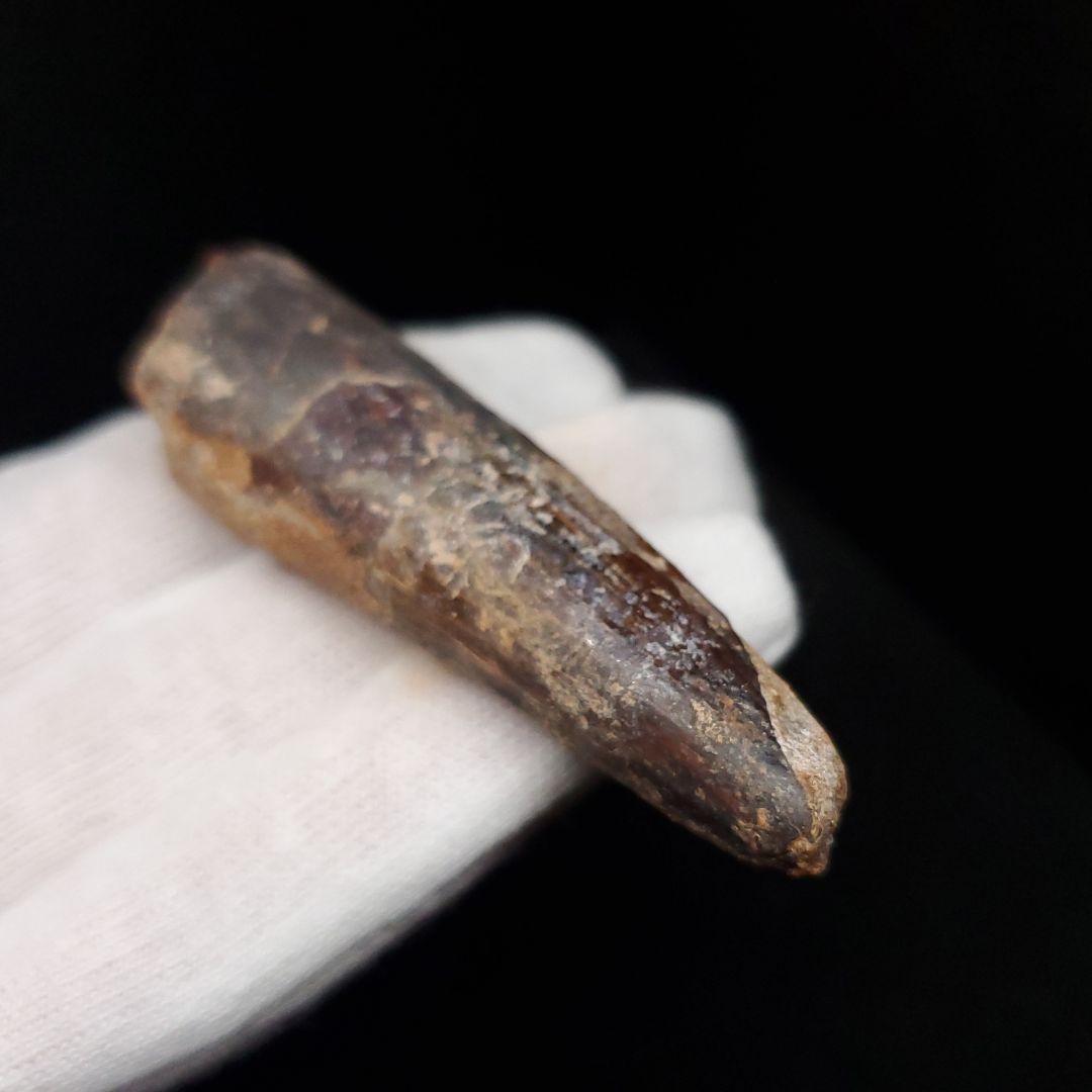 スピノサウルス 本物 モロッコ産 63.86mm  sp468