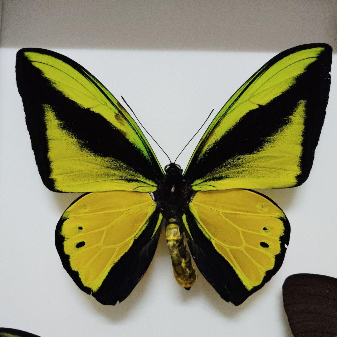 外国産蝶標本】オオアカボシウスバ♂/青海省.安固灘産/58.6mm