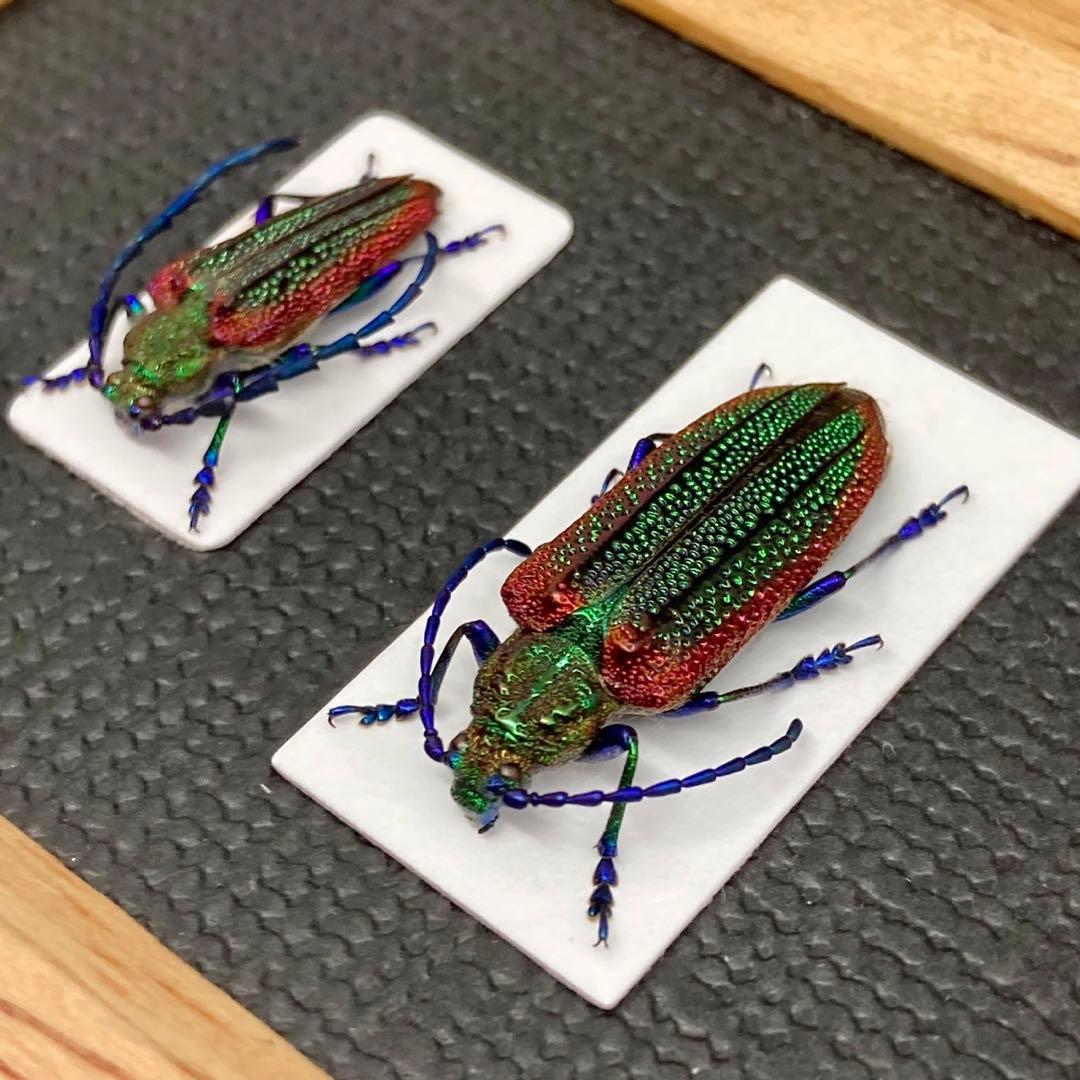 楽天市場】【宅配便送料無料】昆虫の標本 キバネツマルリタマムシ