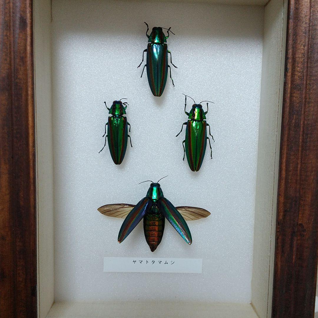 ヤマトタマムシ ブルー系有り 昆虫標本