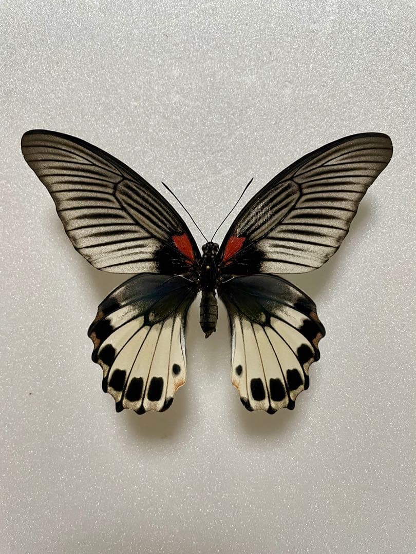 白化型】ナガサキアゲハ（メス、タイ産飼育品） 白化型