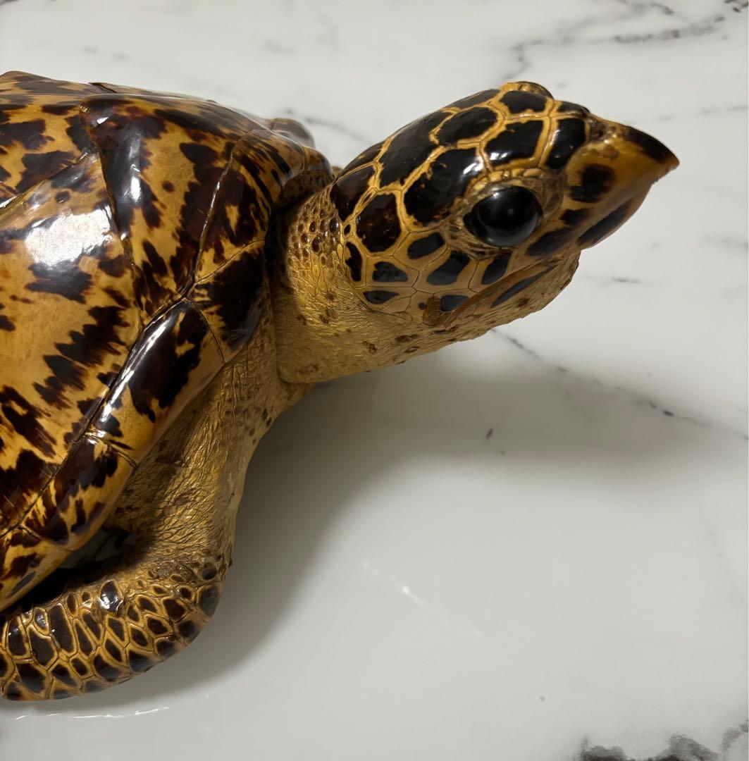 剥製タイマイ鼈甲亀壁掛けウミガメ 縁起物 金運アップ ベッコウ 海亀