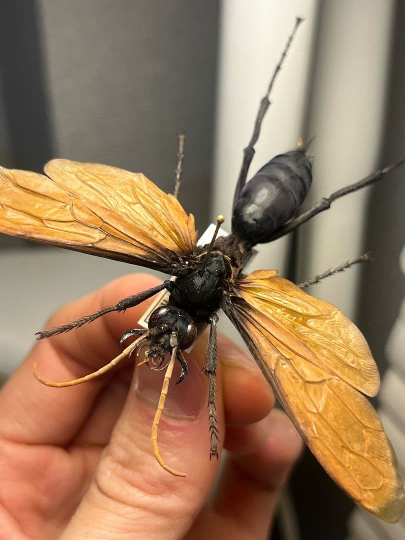 特大♀】バーガンディーゴライアスバードイータータランチュラ 体長