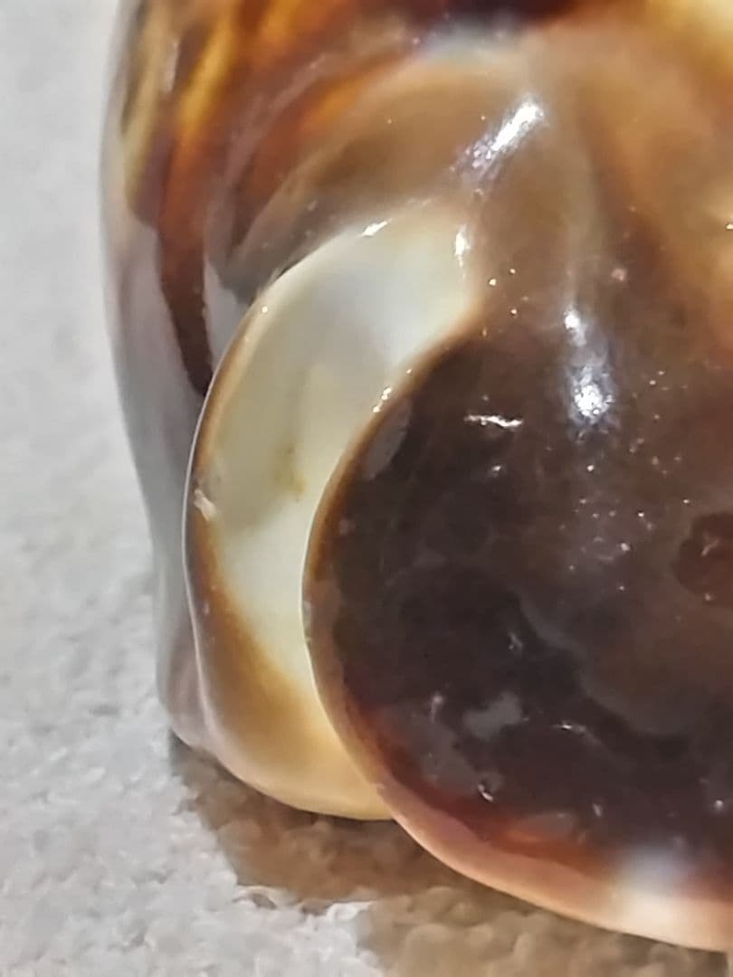 貝殻 ビードロダカラ (タカラガイ科) 美術品・アンティーク・コレクション