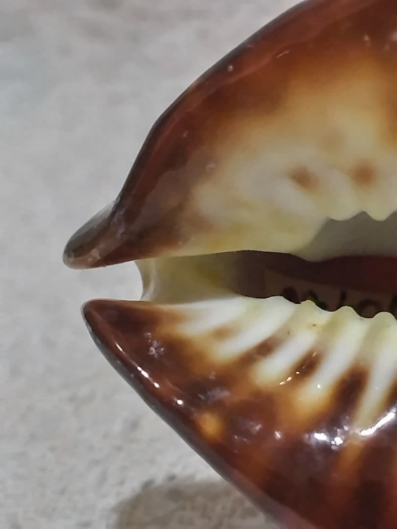 貝殻 ビードロダカラ (タカラガイ科) 美術品・アンティーク・コレクション