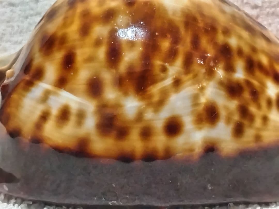 貝殻 ビードロダカラ (タカラガイ科) 美術品・アンティーク・コレクション