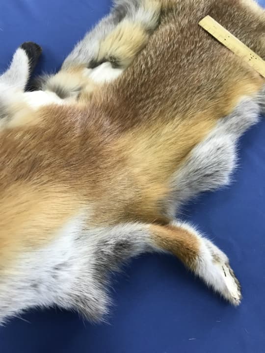 ろく様107【毛皮】赤狐処分No2、顔、脚、尾