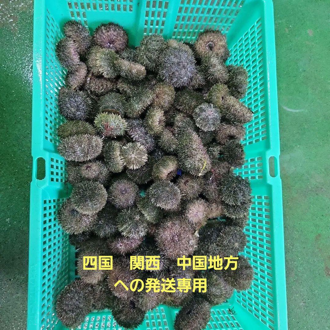 石鯛活バフンウニ釣りエサ用8キロクール便