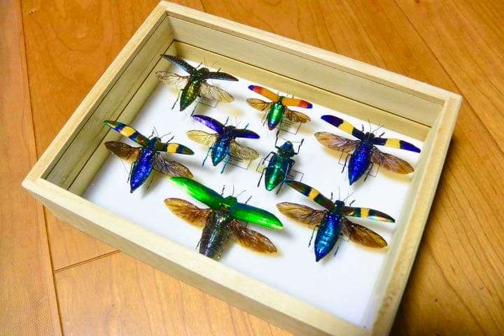 タマムシ標本セット