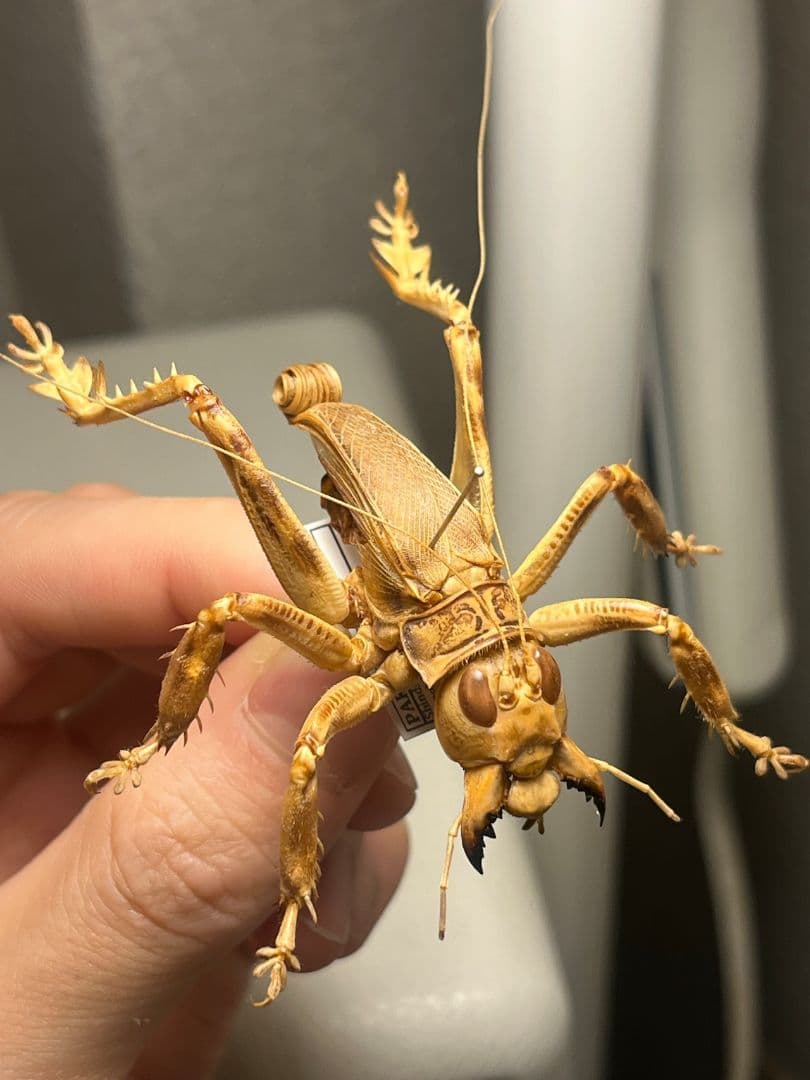 【成虫】マキバネコロギス 昆虫標本バッタ キリギリスコロギスリオック直翅類 マキバネコロギス 昆虫標本バッタ キリギリスコロギスリオック直翅類