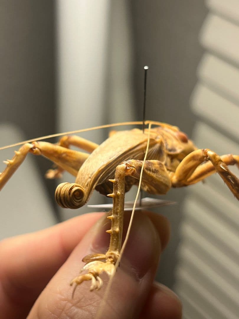 成虫】マキバネコロギス 昆虫標本バッタ キリギリスコロギスリオック直