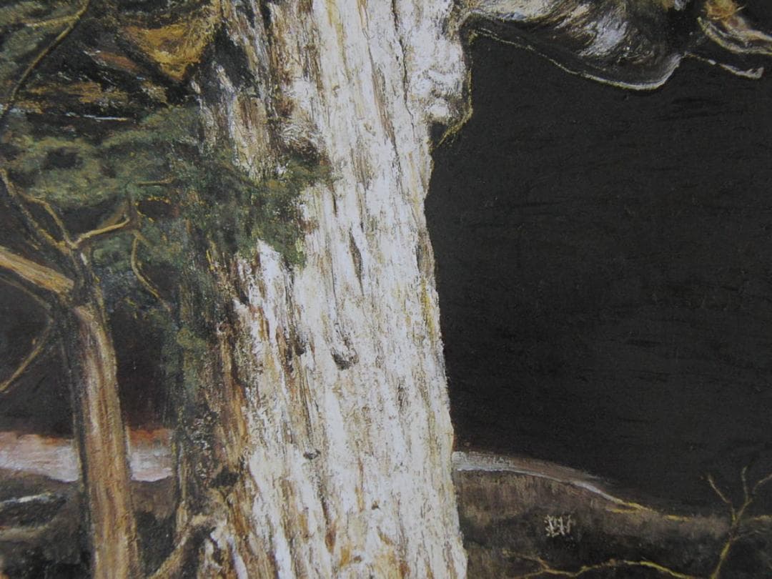 京田徹夫、【3000年の生命（紀元杉）】、希少な額装用画集より