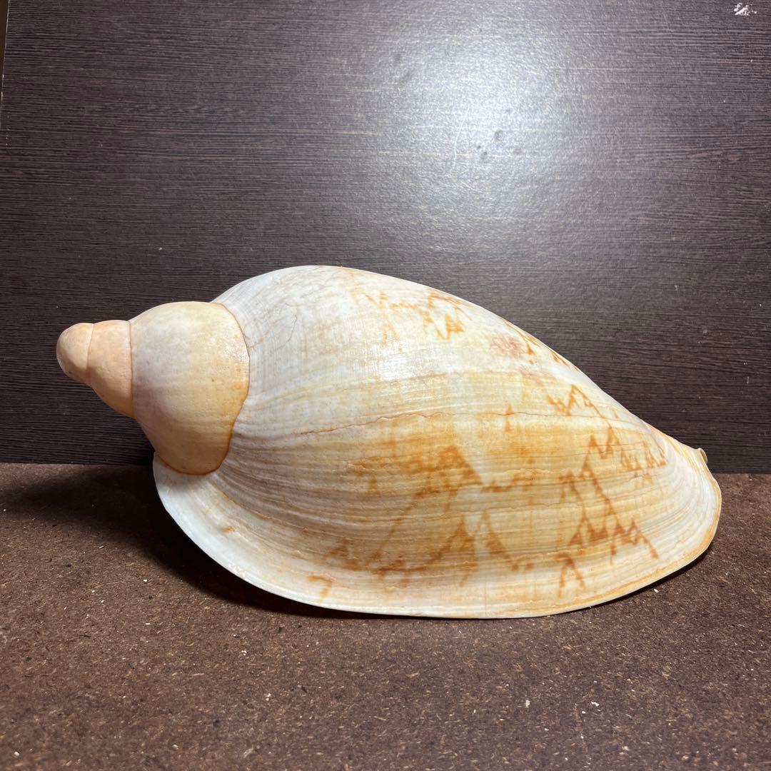 激レア　美品　オーストラリア産　タラチネボラ