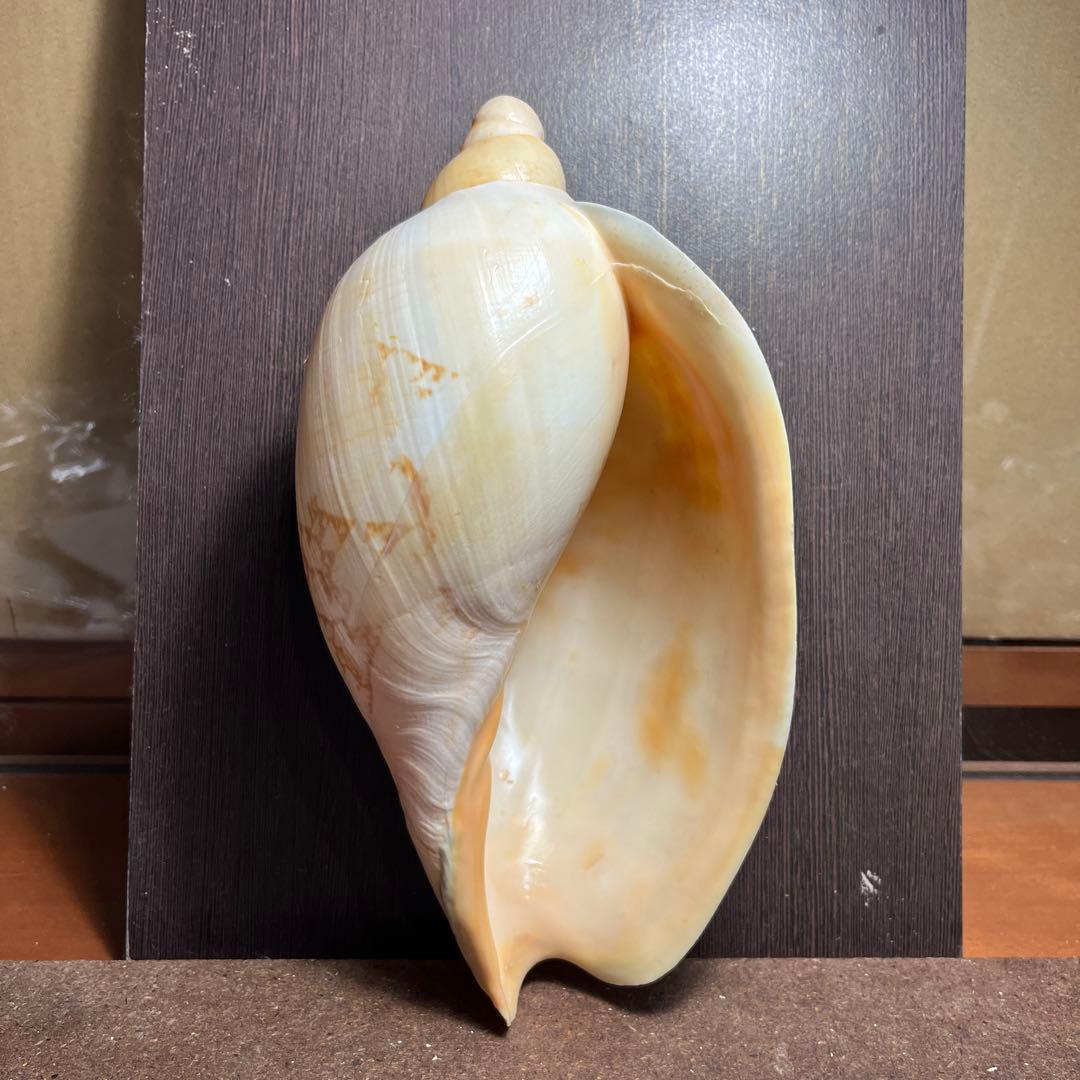 激レア　美品　オーストラリア産　タラチネボラ