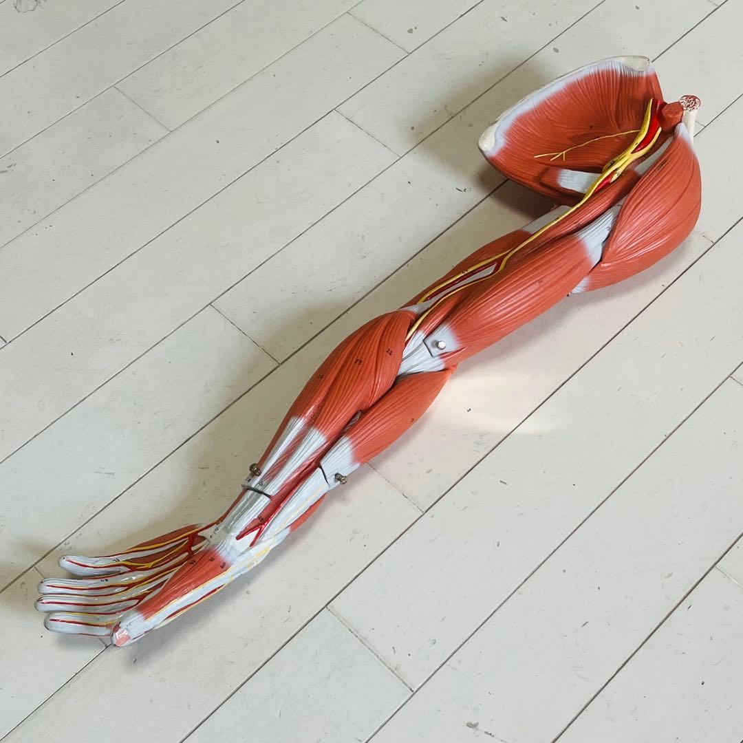 3B Scientific 筋肉上肢模型 左腕 筋肉解剖 6分解モデル