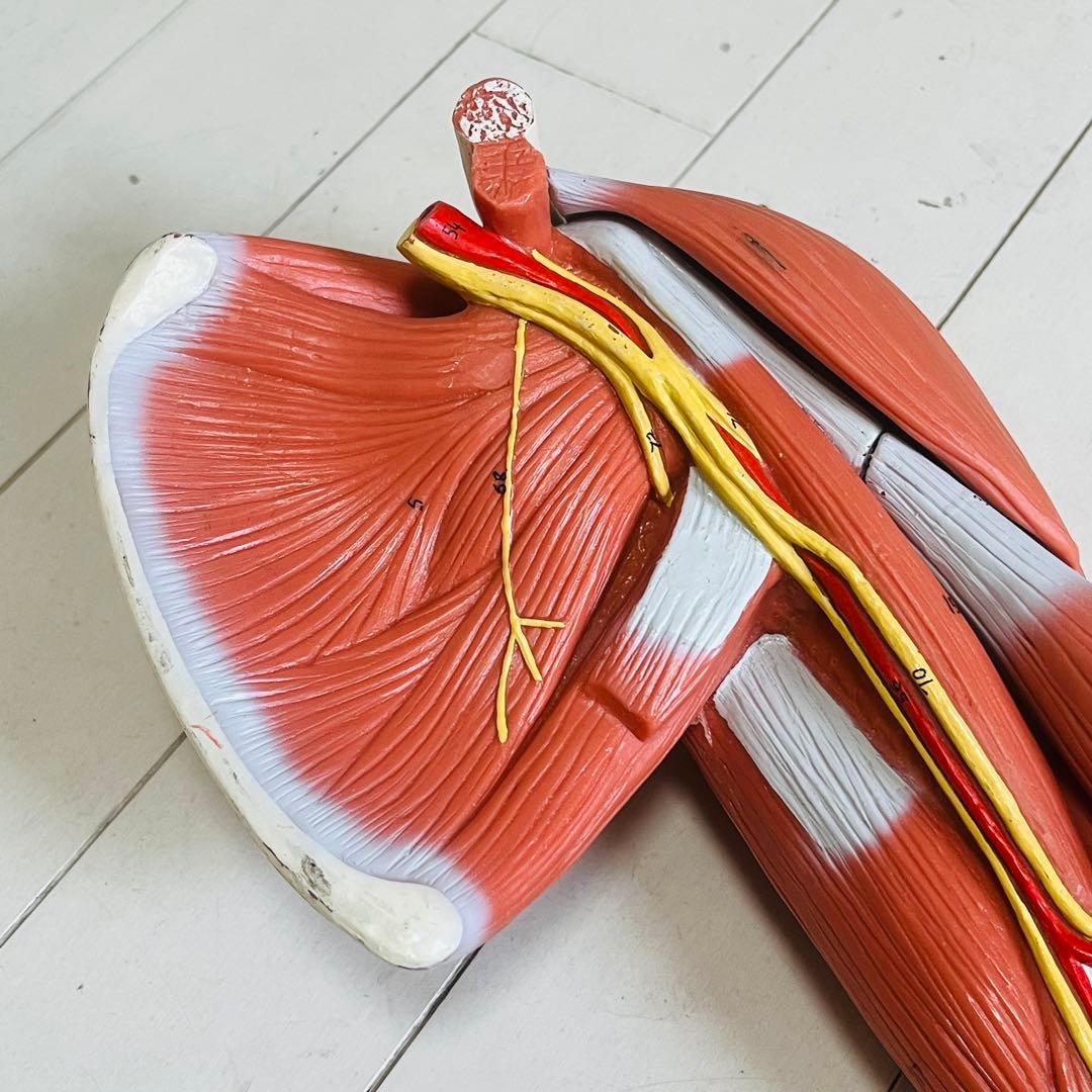 3B Scientific 筋肉上肢模型 左腕 筋肉解剖 6分解モデル