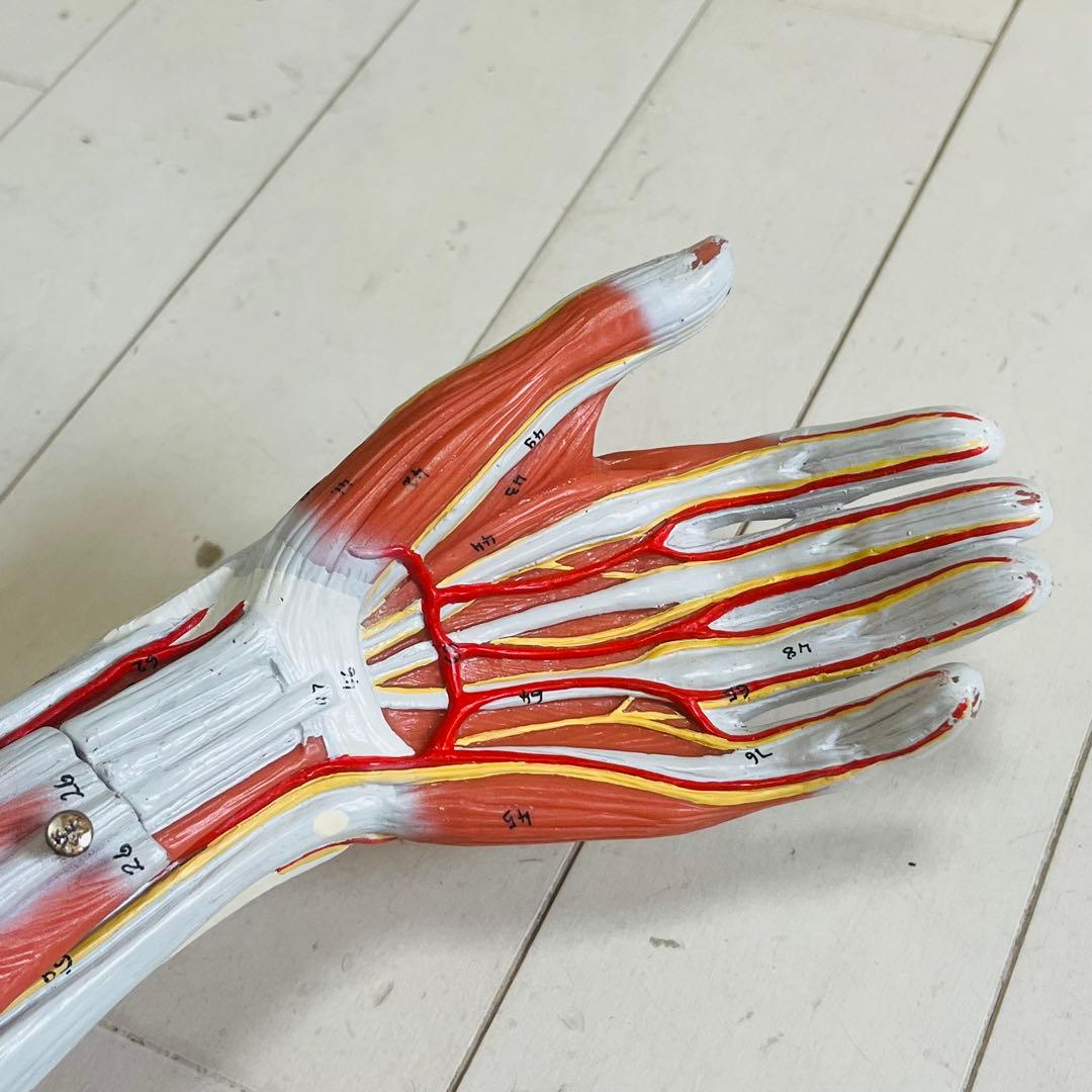 3B Scientific 筋肉上肢模型 左腕 筋肉解剖 6分解モデル