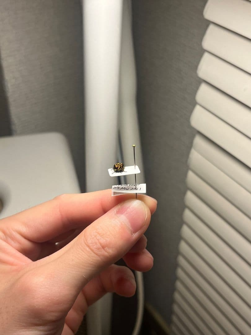 4mm】コブハムシ 赤銅色 コメツキムシ昆虫標本甲虫タマムシスハンダエ