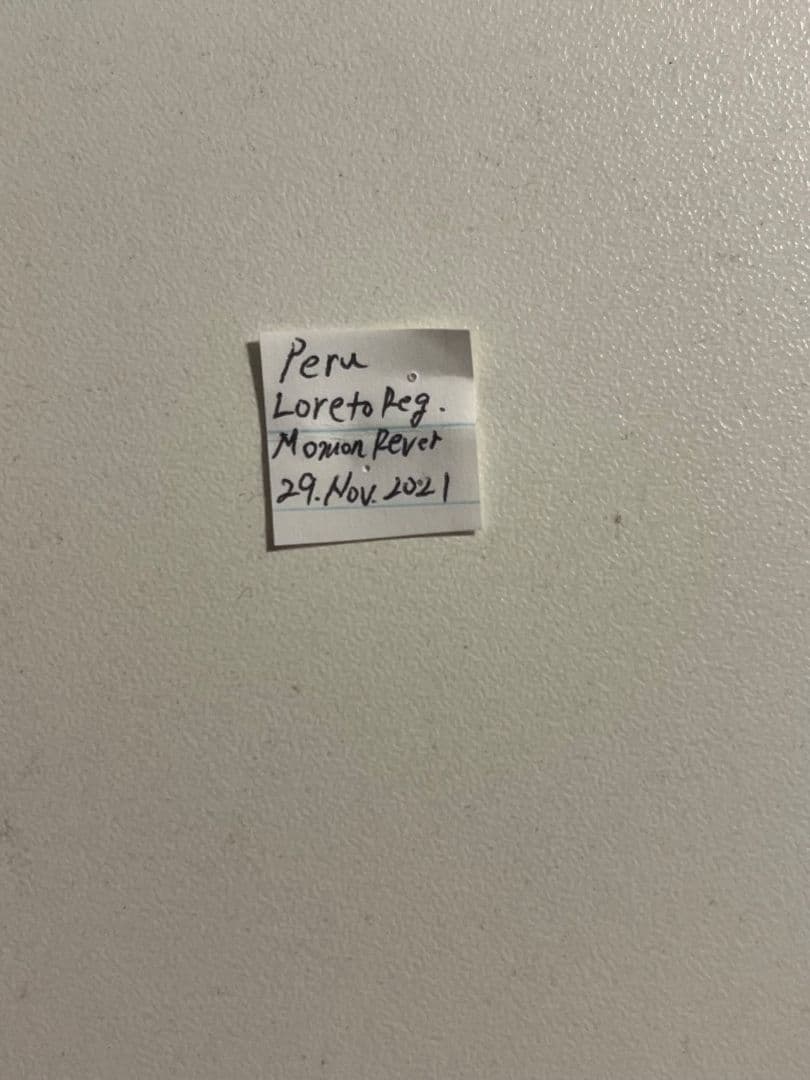 4mm】コブハムシ 赤銅色 コメツキムシ昆虫標本甲虫タマムシスハンダエ