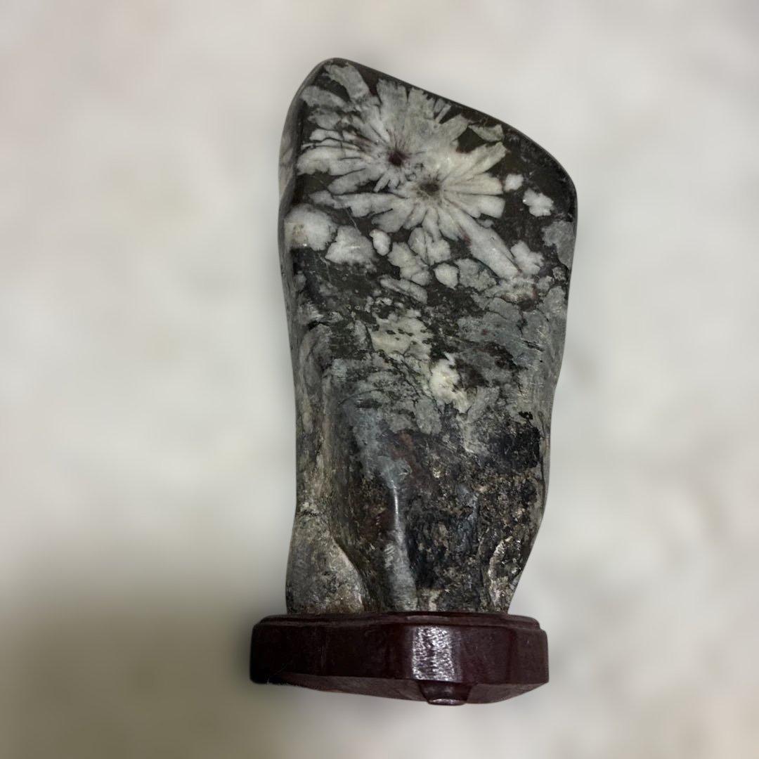 極美品】☆ 鑑賞石 菊花石 水石 盆石 - メルカリ