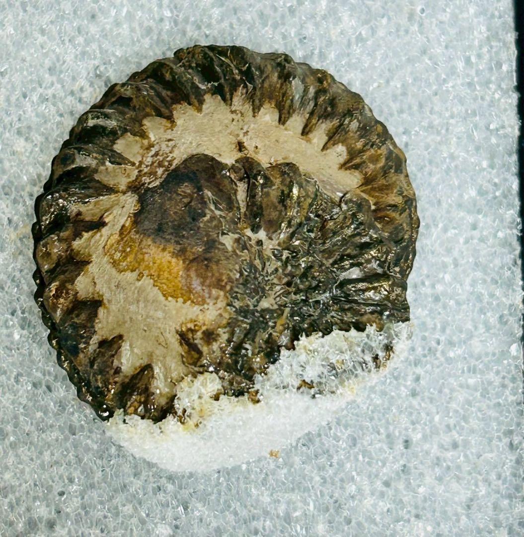 アンモン貝の化石 ドイツ ニュルンベルク ジュラ紀 【11101m】 - メルカリ