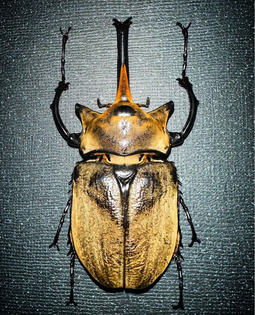 レア種！標本 エレファス・オキシデンタリス♂102、112mmセット レア種