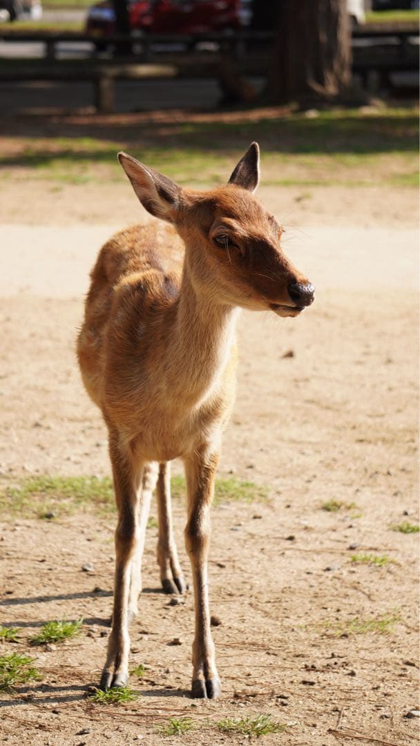 レンズ(ズーム) SONY E PZ 16-50mm F3.5-5.6 OSS