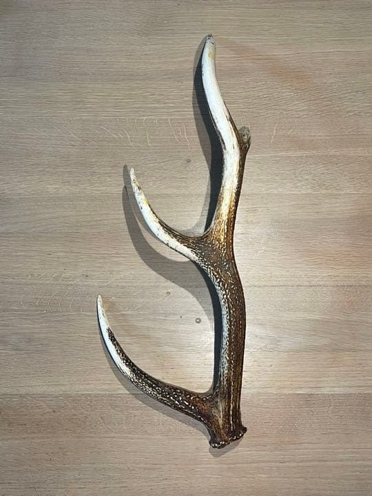 鹿角 鹿 シカツノ シカ 鹿の角 ニホンジカ 天然日本鹿 ニホンジカ 天然